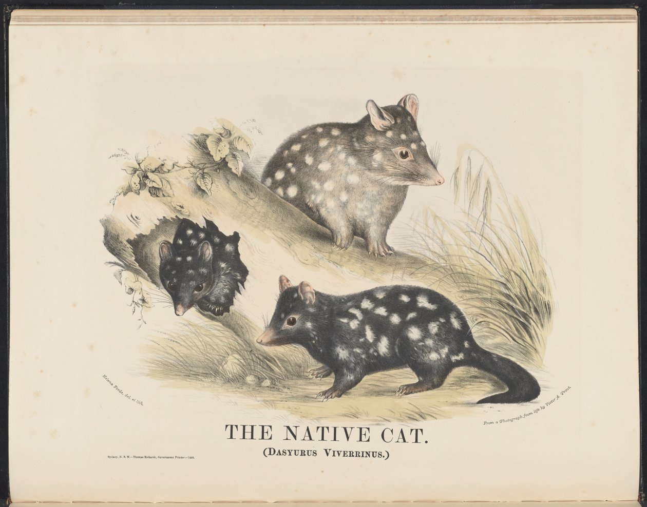 Mammals of Australia: The Native Cat by Helena Scott