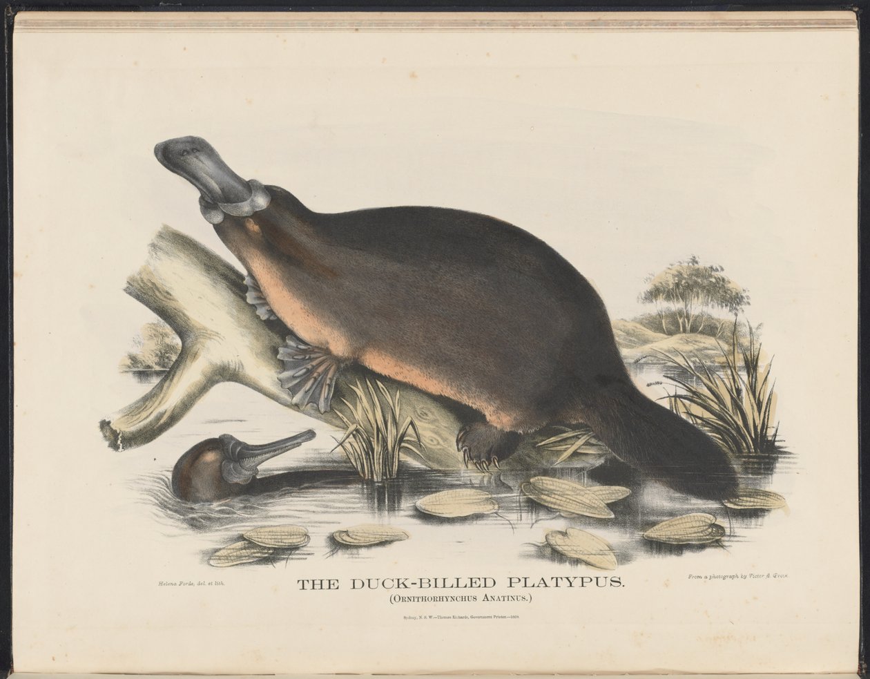 Mammals of Australia: The Duck-billed Platypus by Helena Scott