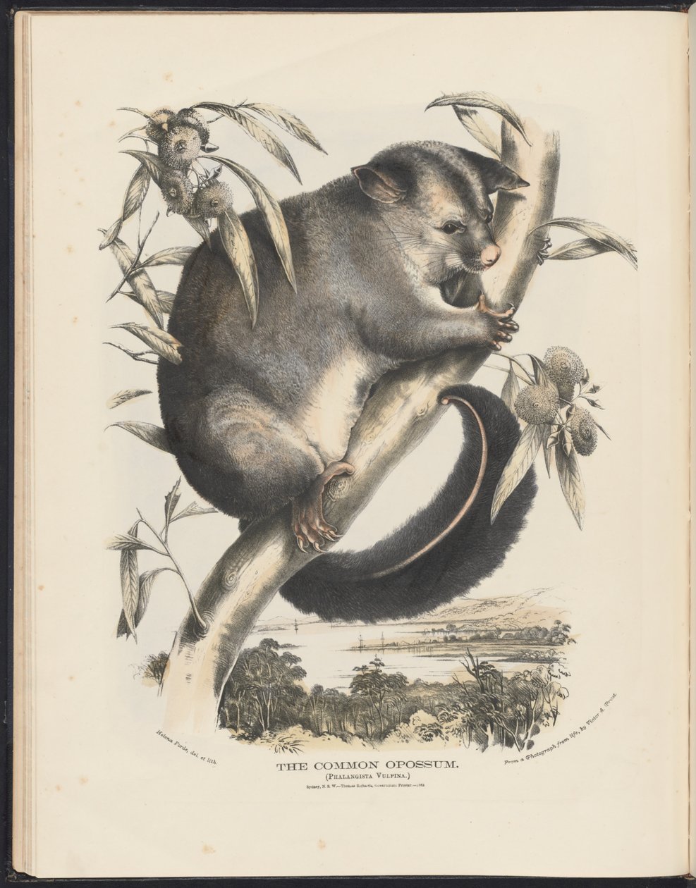 Mammals of Australia: The Common Opossum by Helena Scott