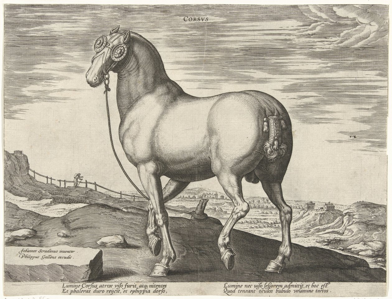 Horse from Corsica (series title: Horse Breeds from the Royal Stables of Don Juan of Austria) by Hendrick Goltzius (possibly)
