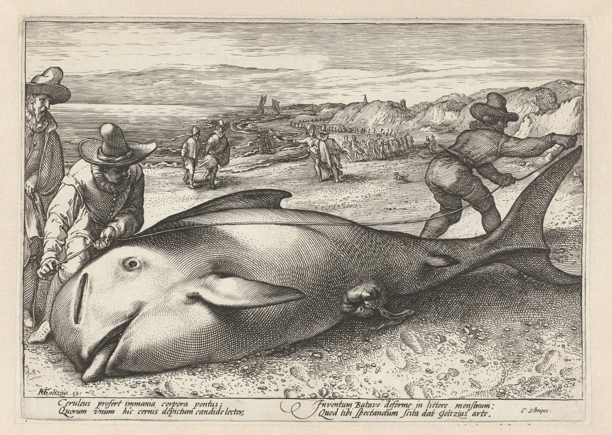 Two Men Measuring a Stranded Whale by Hendrick Goltzius (workshop of)