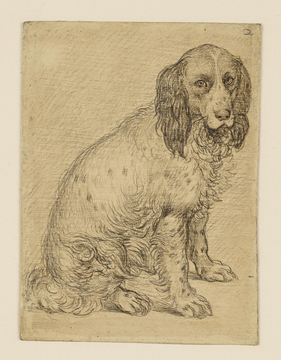 Sitting Drentsche Partridge Dog by Hendrick Goltzius