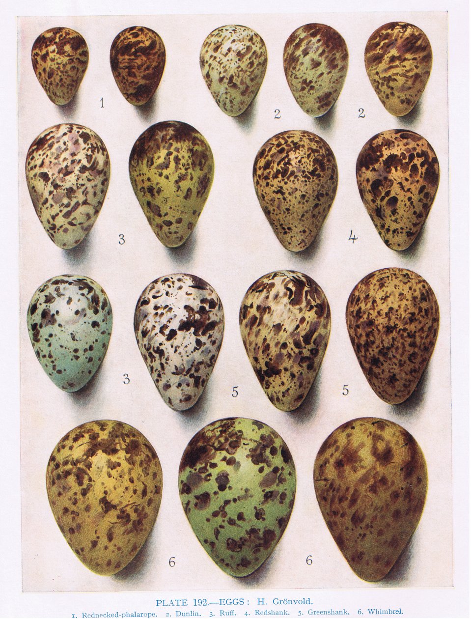 Eggs: Dotterell: Common Sandpiper: etc, illustration from 