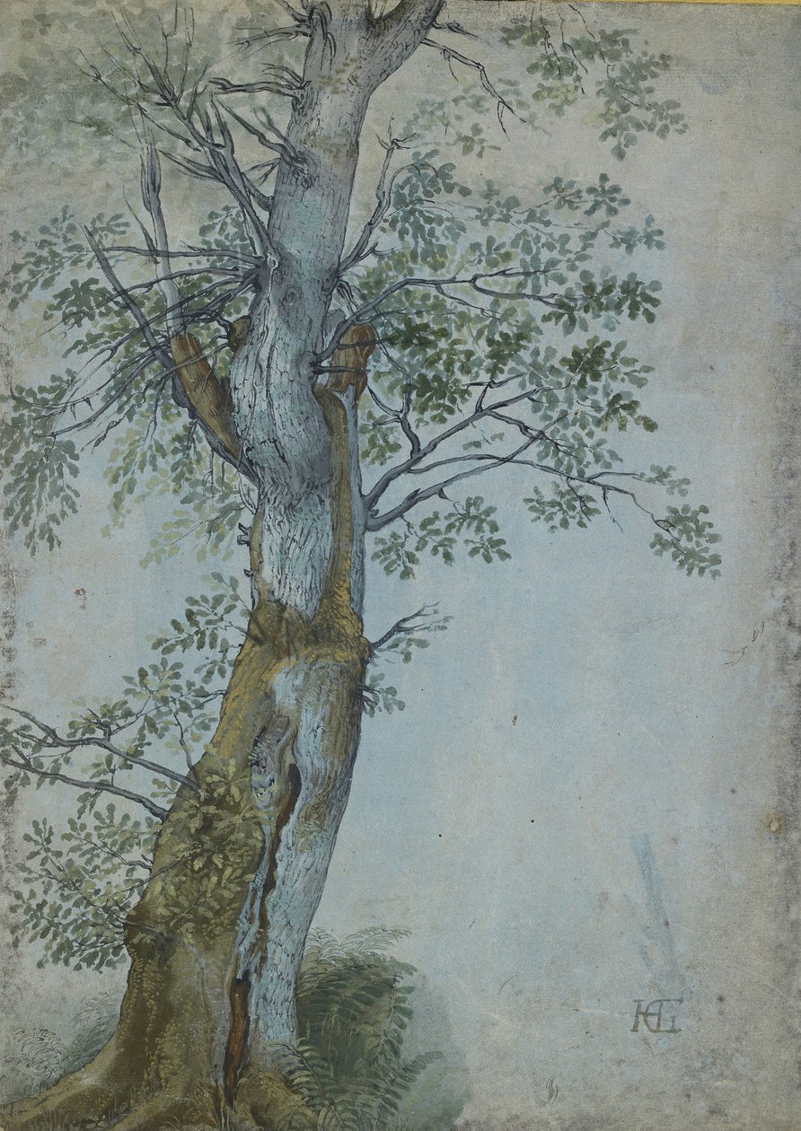 Study of a Tree by Hendrik Goltzius