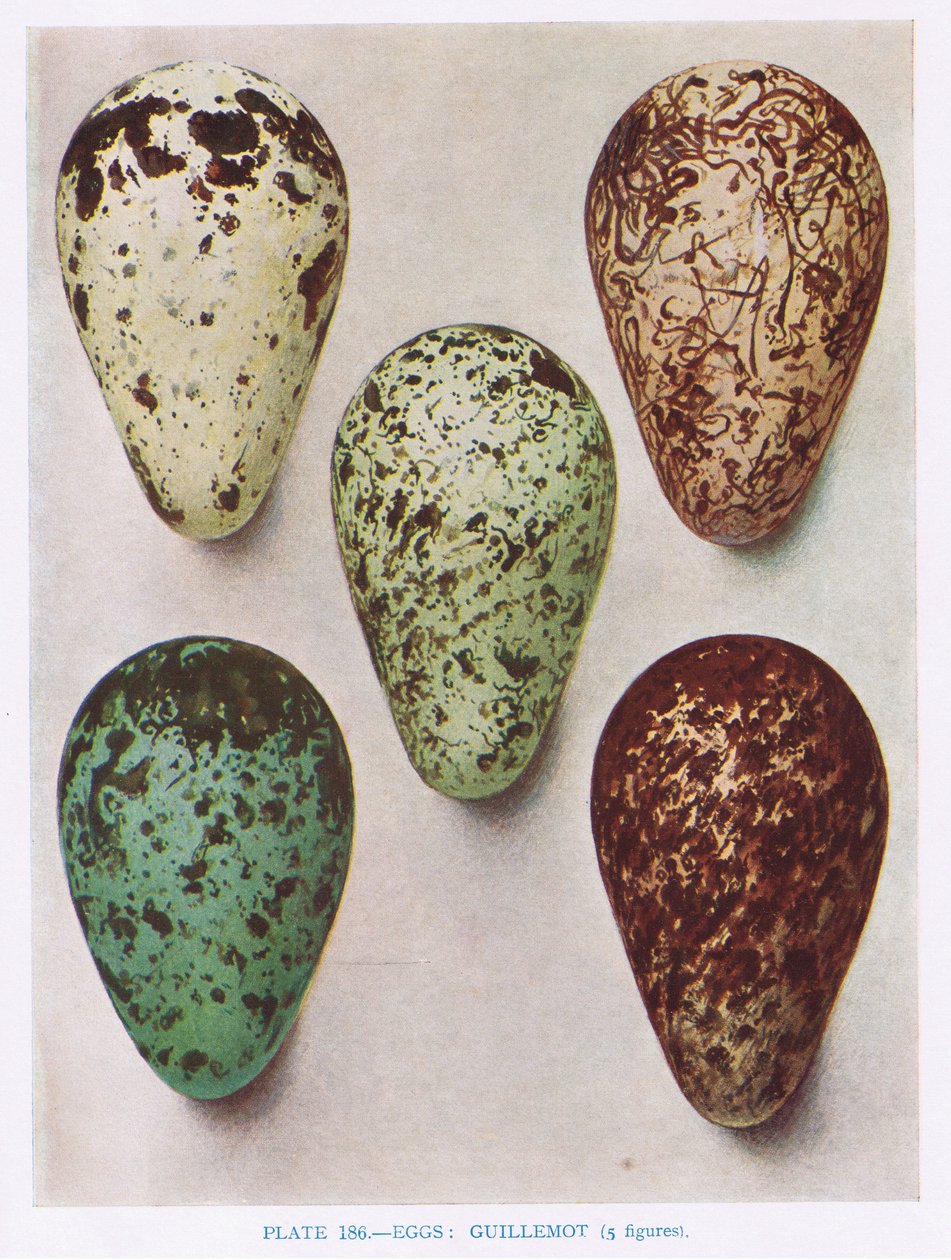 Eggs: Nightjar: Hoopoe: etc, illustration from 