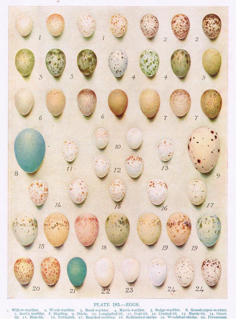 Eggs: Treecreeper: Wren: etc, illustration from 