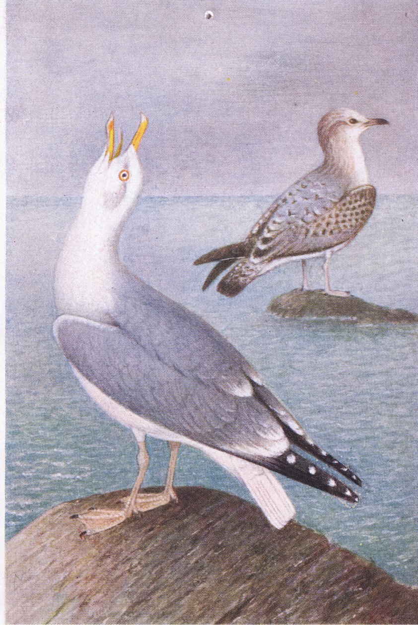 Herring Gull, Postcard, 1930s by Hendrik Gronvold