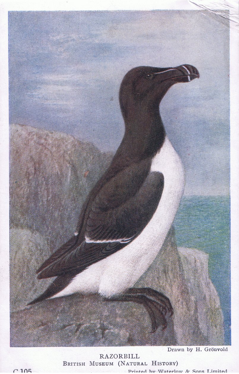 Razorbill, Postcard, 1930s by Hendrik Gronvold