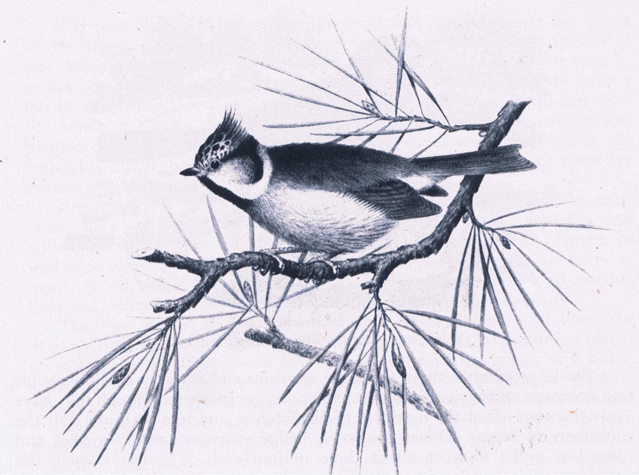Scottish Crested Tits, Nature in Britain by Hendrik Gronvold