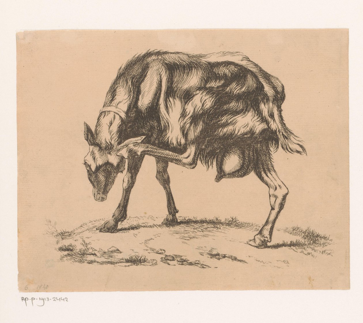 Goat Scratching Its Head by Hendrik Jozef Franciscus van der Poorten