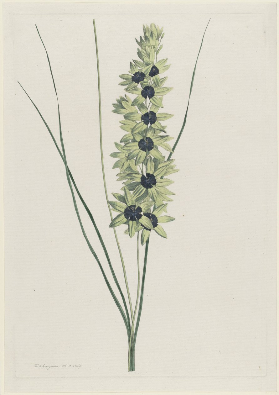 Afrikaanse iris (Ixia maculata viridis) by Hendrik Schwegman