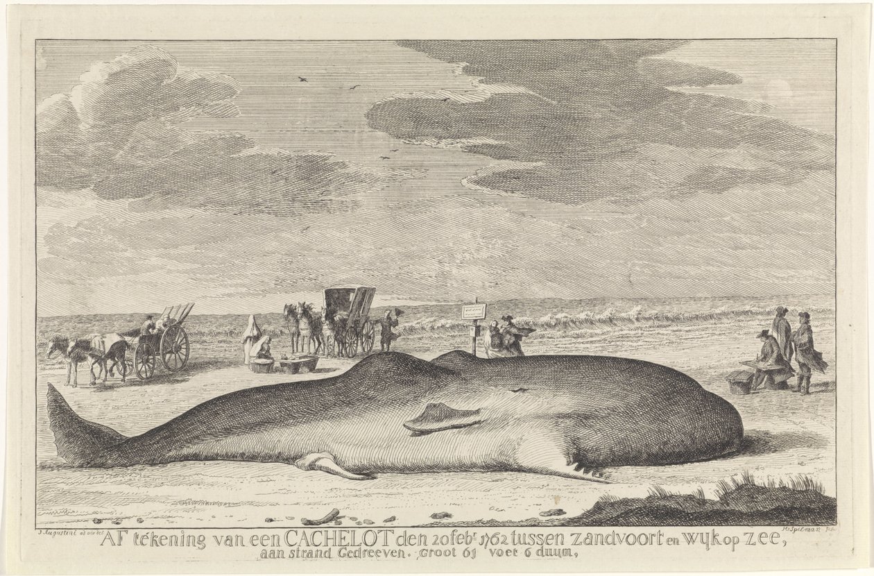 Stranded Sperm Whale (Drawing of a Sperm Whale on February 20, 1762, Between Zandvoort and Wijk aan Zee, Driven Ashore, 61 Feet 6 Inches Long) by Hendrik Spilman