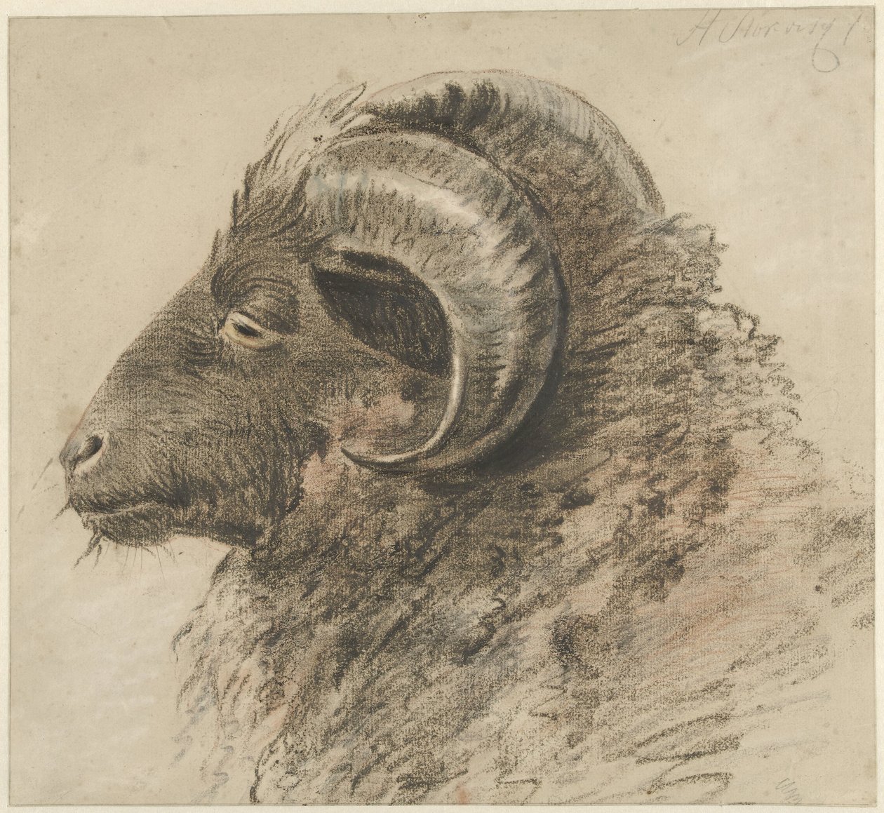 Head of a Ram, Facing Left, Seen from the Side by Hendrik Stokvisch