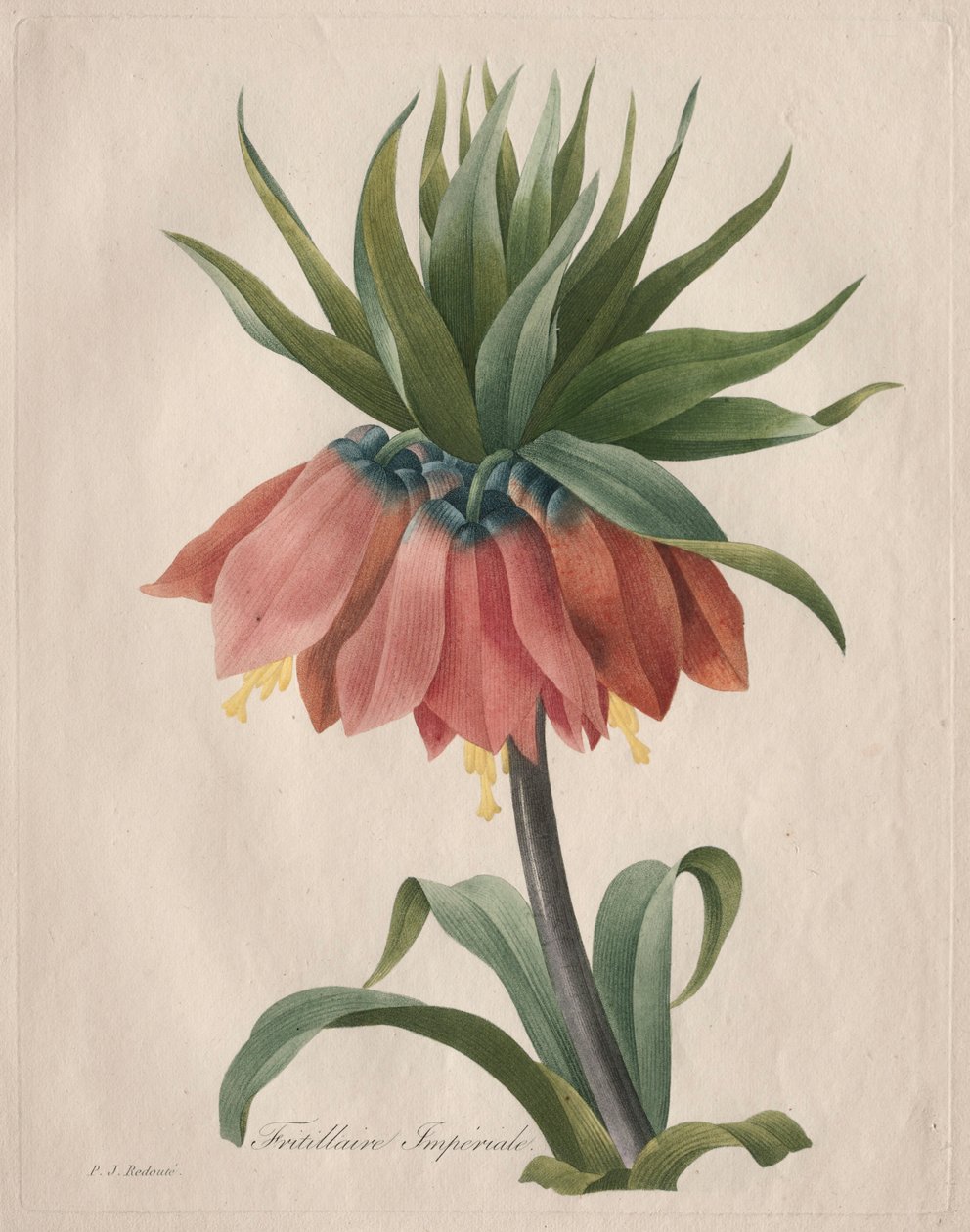 Crown Imperial Fritillary by Pierre Joseph Redouté