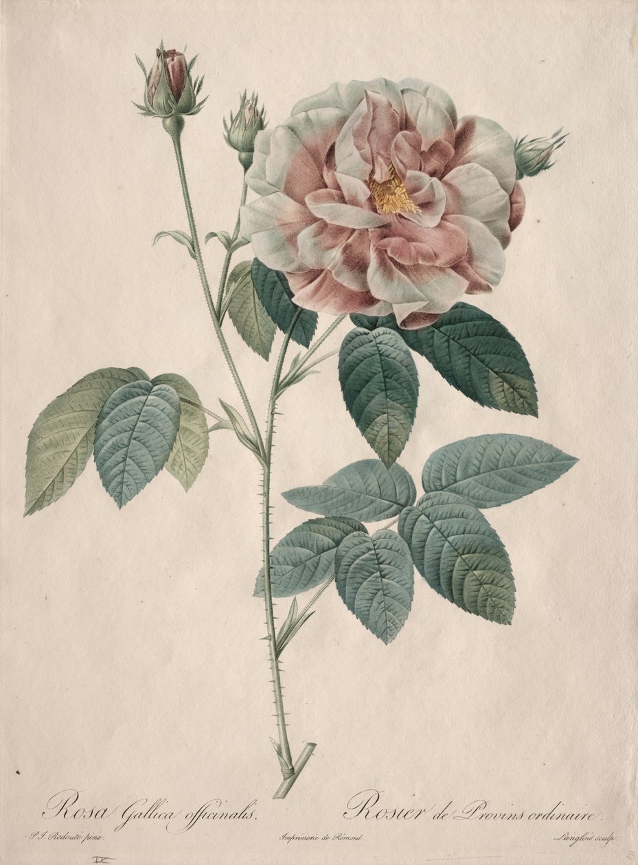 Les Roses: Rosa Gallica by Pierre Joseph Redouté