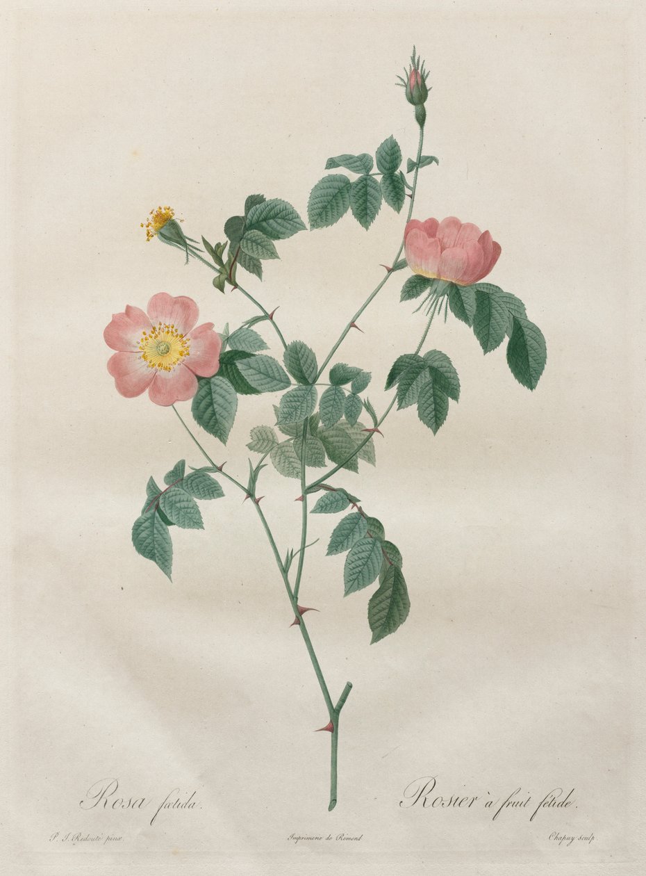 Les Roses: Rosa Indica by Pierre Joseph Redouté