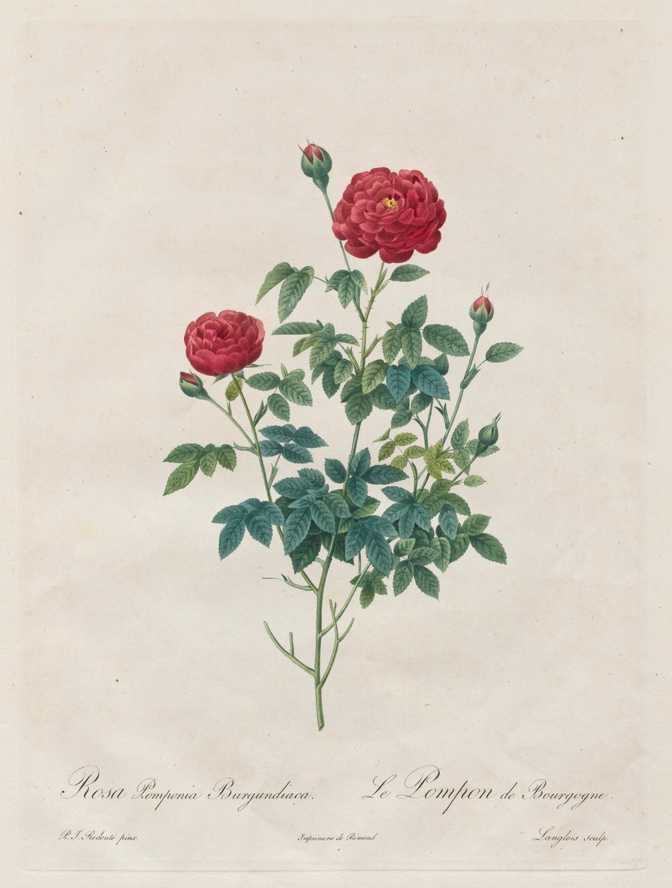Pompon Rose by Pierre Joseph Redouté