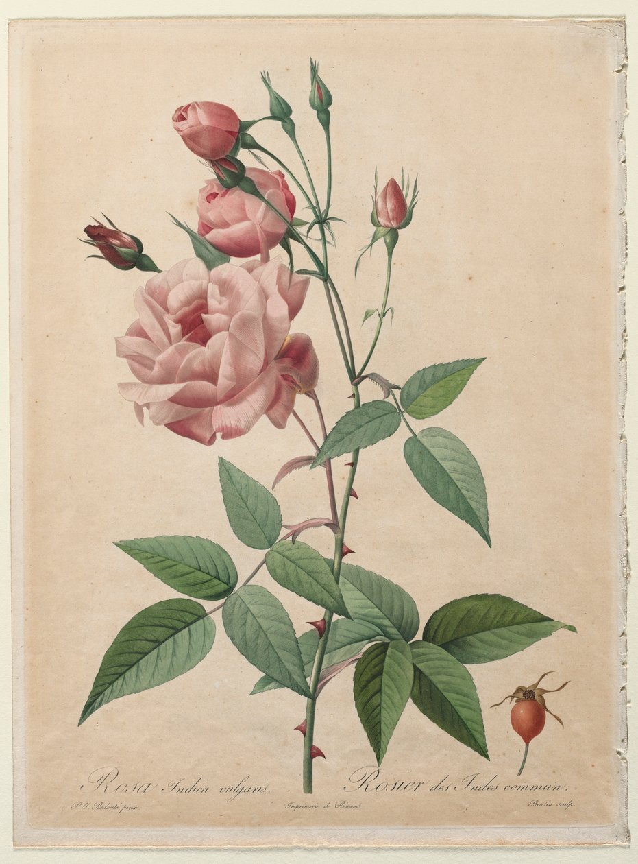 The Roses: China or Bengal Rose, 1817-1824