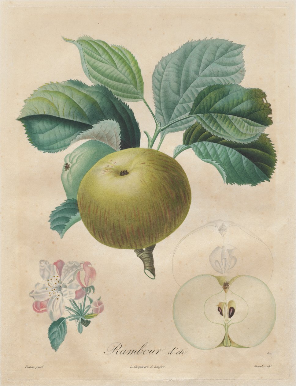 Treatise on Fruit Trees: Rambour d