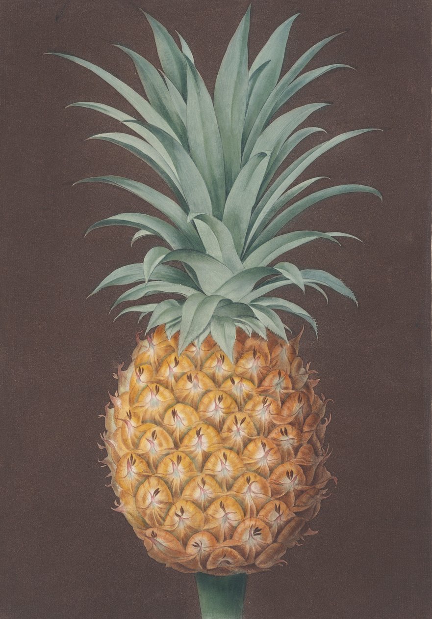 The Smooth Leaved Green Antigua Pine by Henri Merke