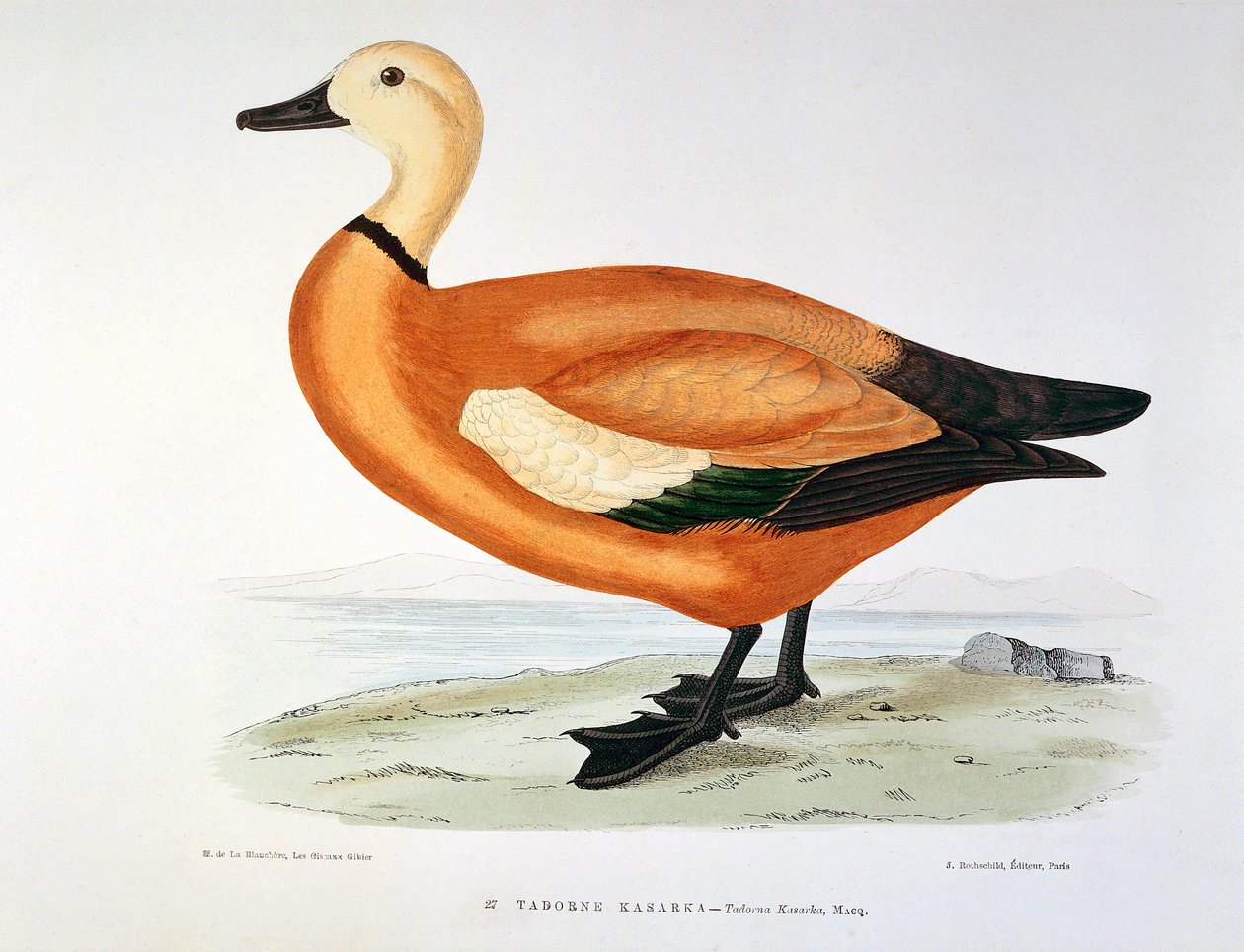 Representation of a duck tadorne kasarka. Plate by H. Blanchere by Henri de la Blanchere