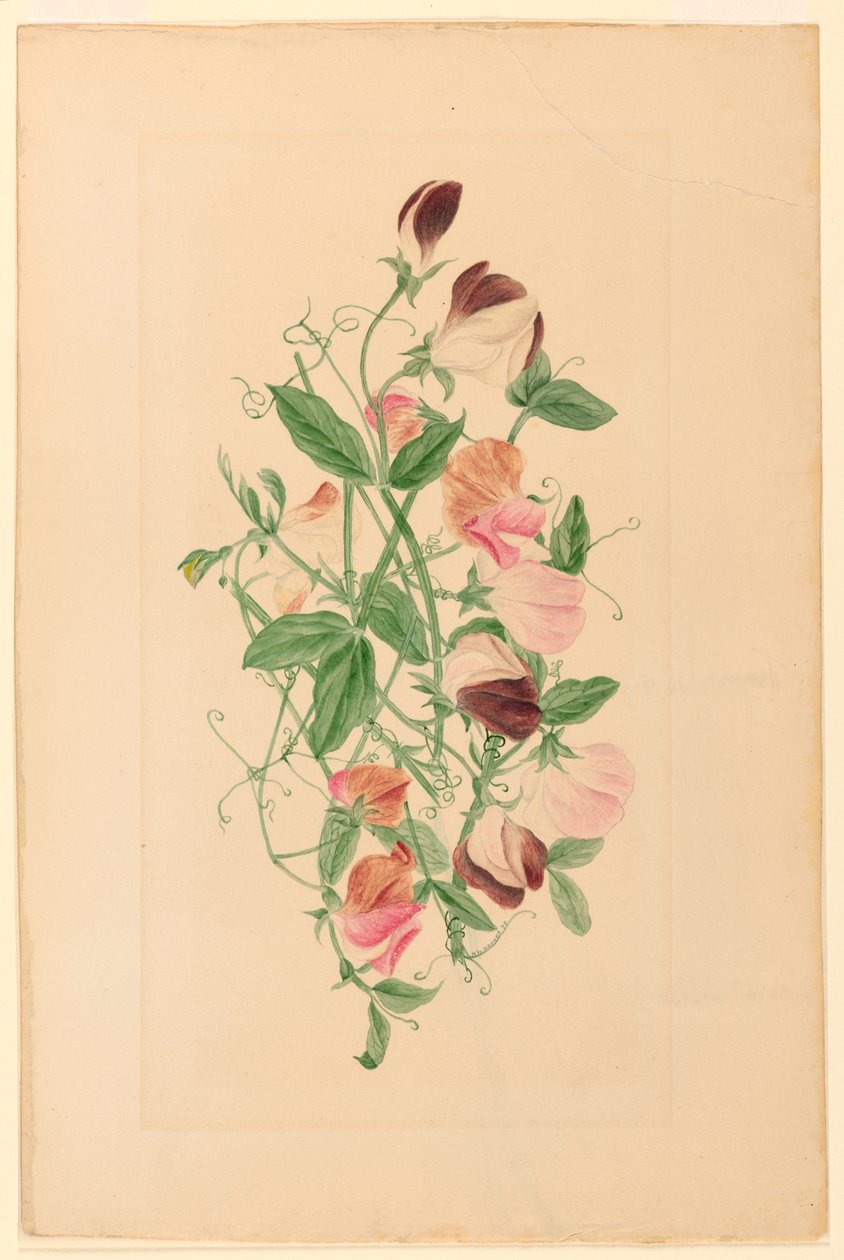 Sweet Peas, 1875 by Henrietta Benson Homer