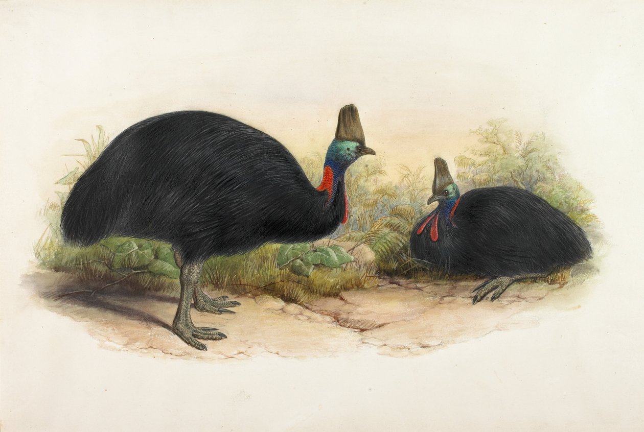 Southern Cassowary, Casuarius casuarius by Henry Constantine Richter