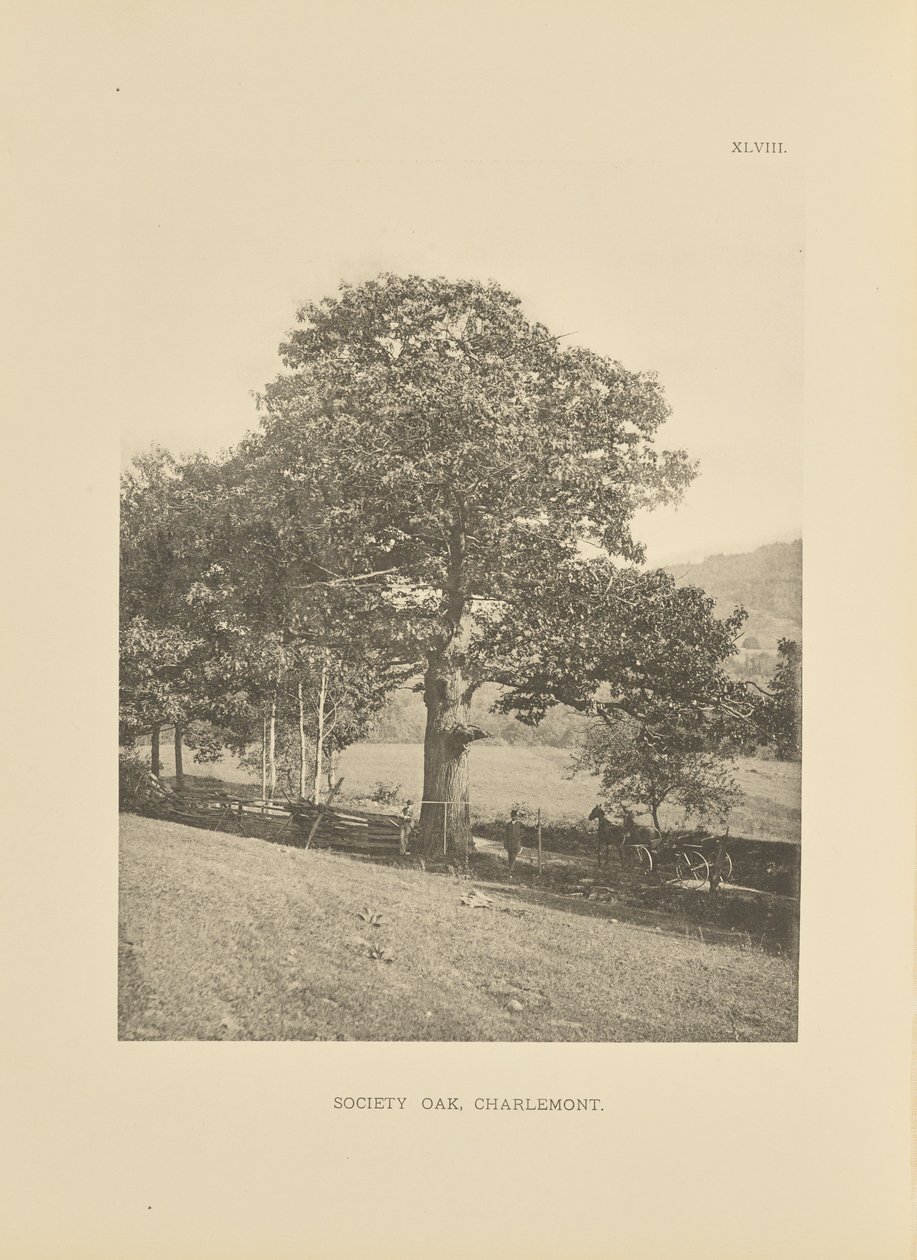 Society Oak, Charlemont by Henry Brooks
