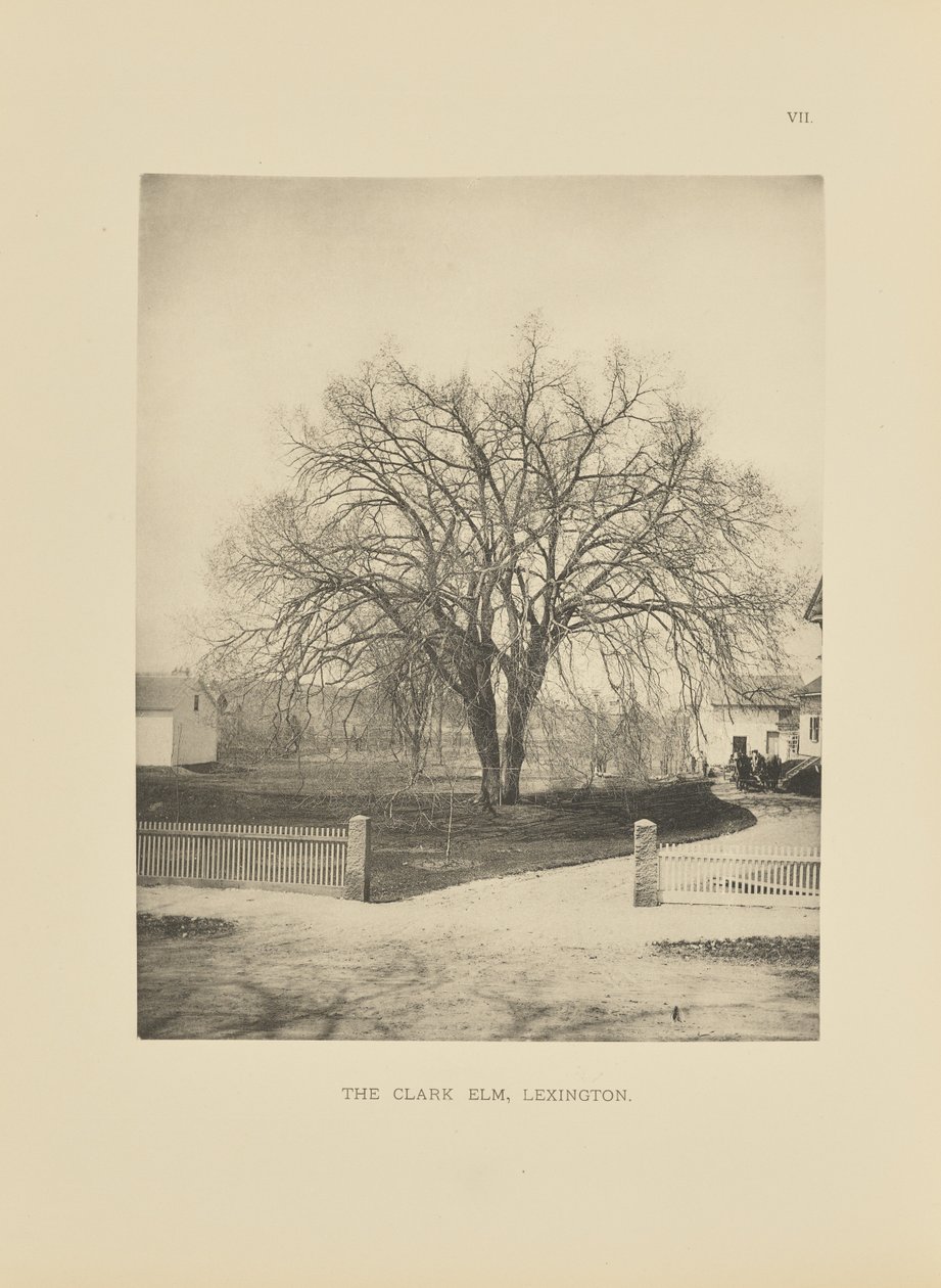 The Clark Elm, Lexington by Henry Brooks