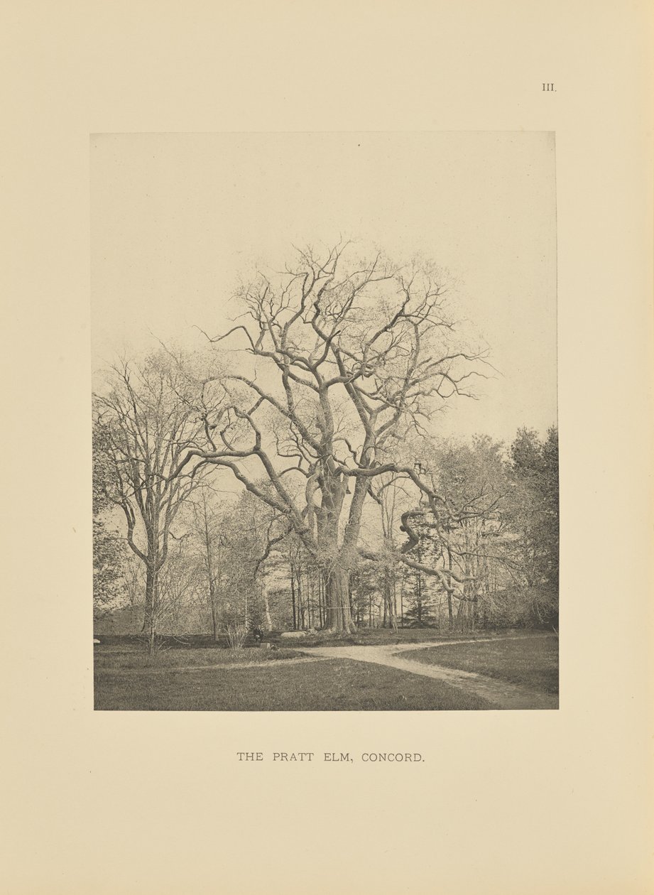 The Pratt Elm, Concord by Henry Brooks