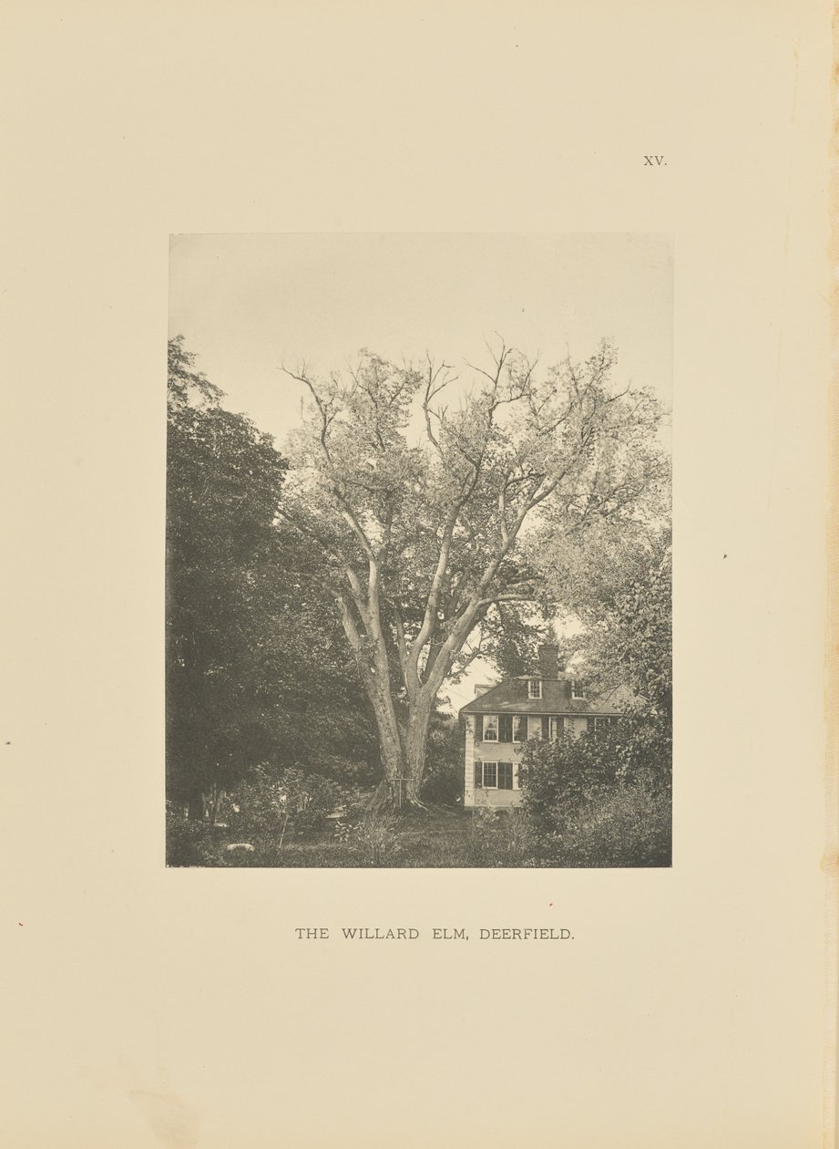 The Willard Elm, Deerfield by Henry Brooks