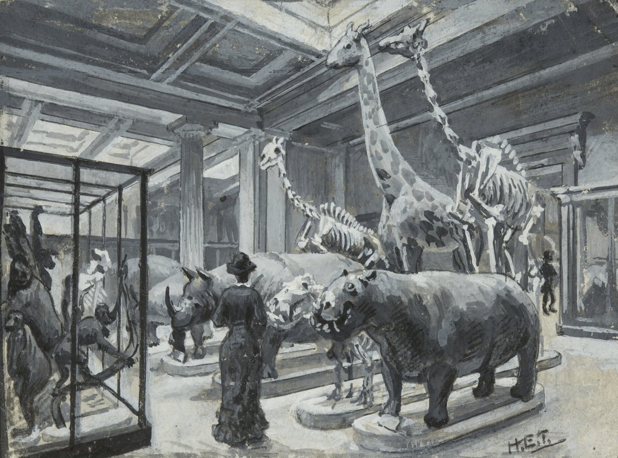 Interior view of the British Museum showing the gallery containing animal exhibits, c.1880 by Henry Edward Tidmarsh