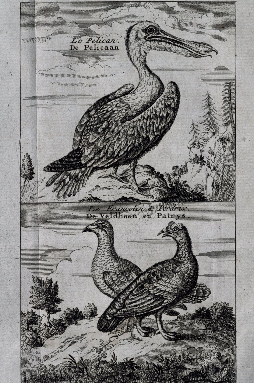 Pelican, Hazel Grouse and Partridge by Henry Ellis