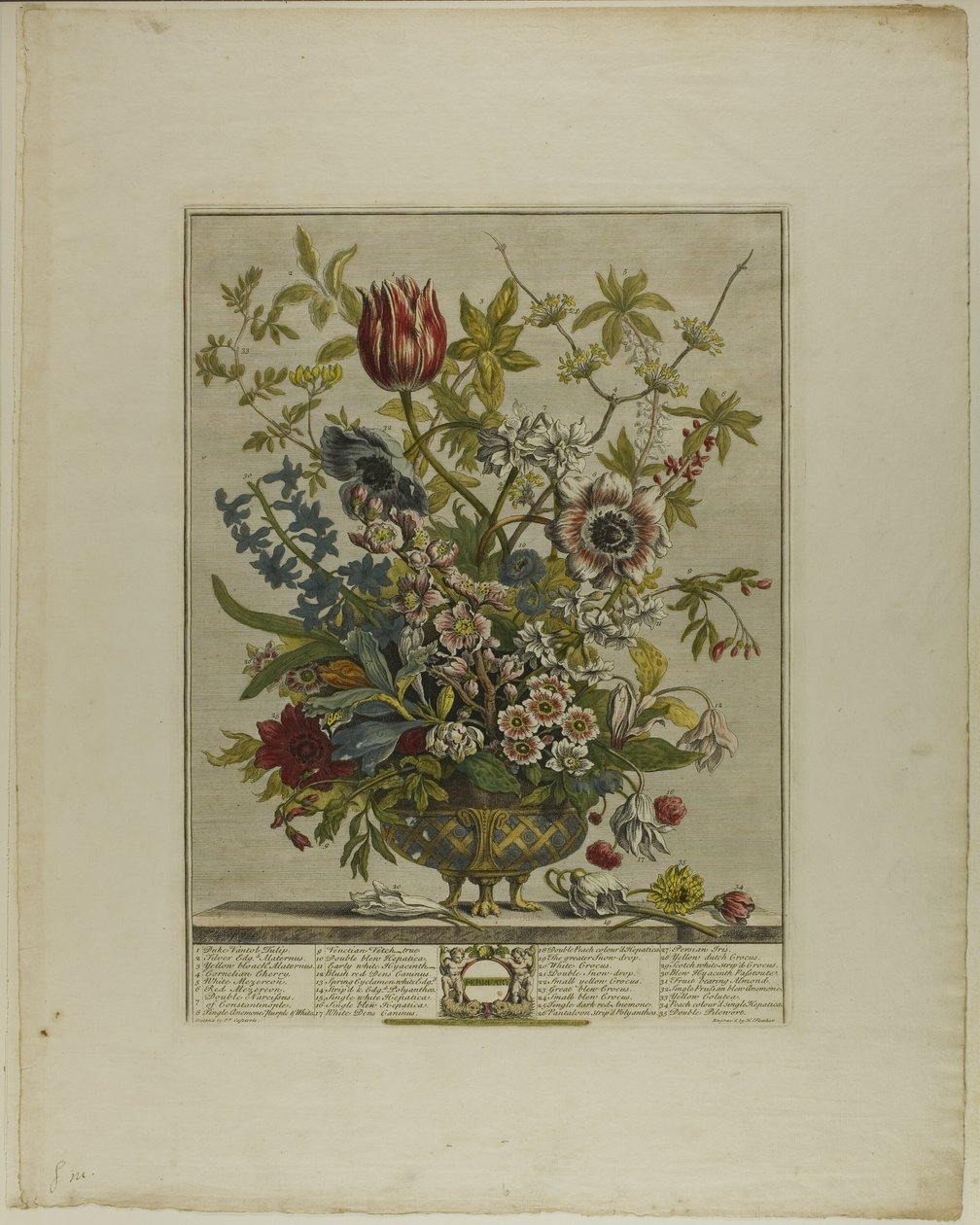 February, from Twelve Months of Flowers by Henry Fletcher