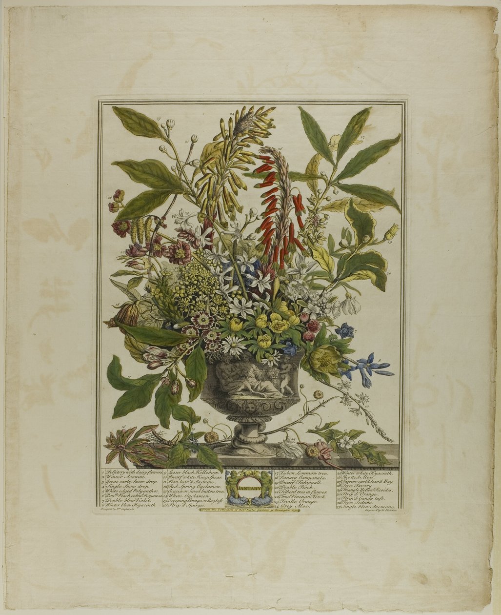 January, from Twelve Months of Flowers by Henry Fletcher