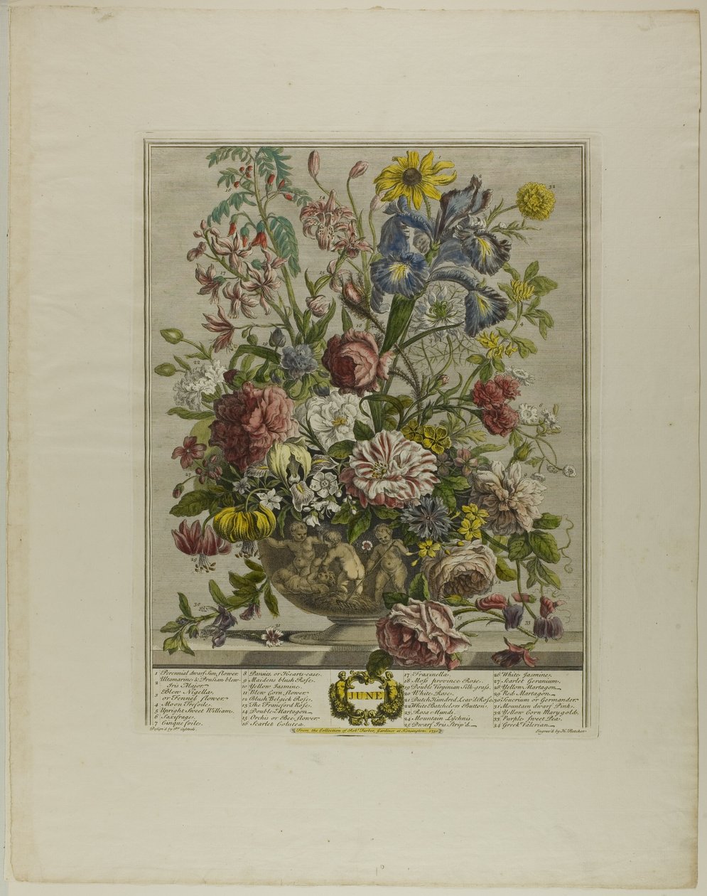 June, from Twelve Months of Flowers by Henry Fletcher
