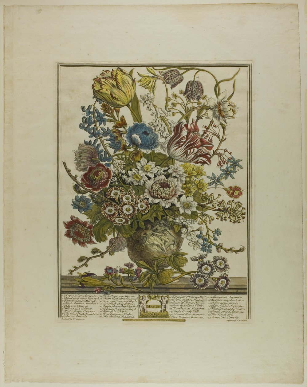 March, from Twelve Months of Flowers by Henry Fletcher