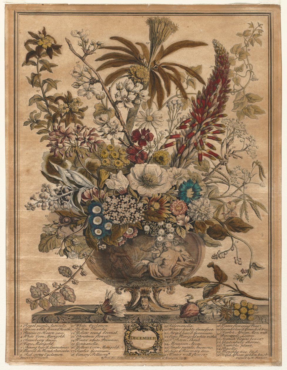 Twelve Months of Flowers: December, 1730 by Henry Fletcher