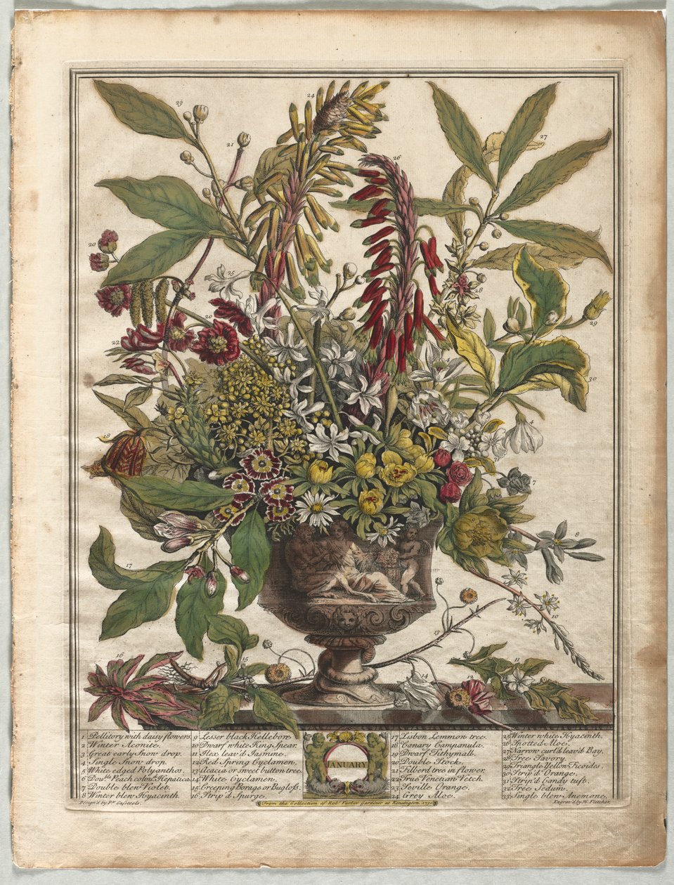 Twelve Months of Flowers: January by Henry Fletcher