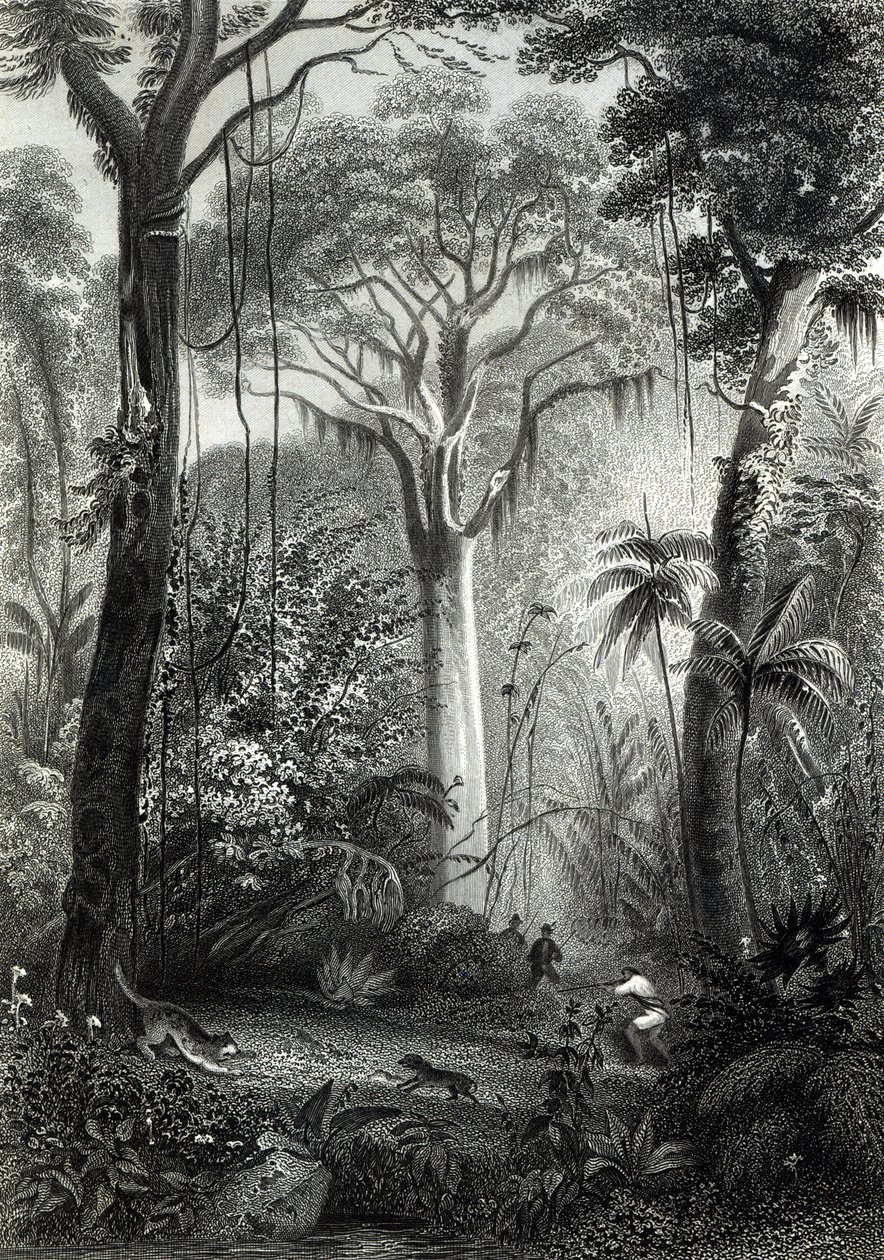 Scene in a Brazilian Forest, engraved by J. Bishop by Henry George Hine