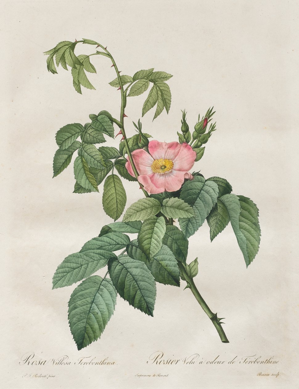 The Roses: Rosa Villosa Terebenthina by Henry Joseph Redouté