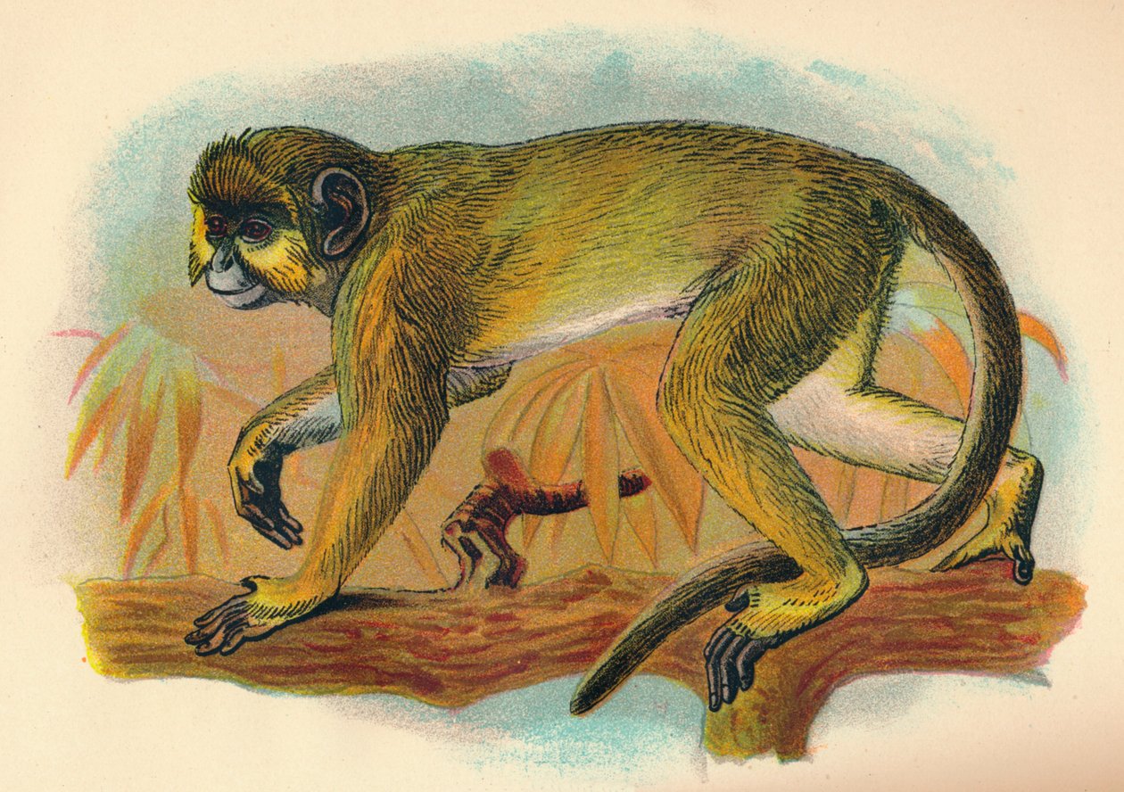 The Talapoin by Henry Ogg Forbes