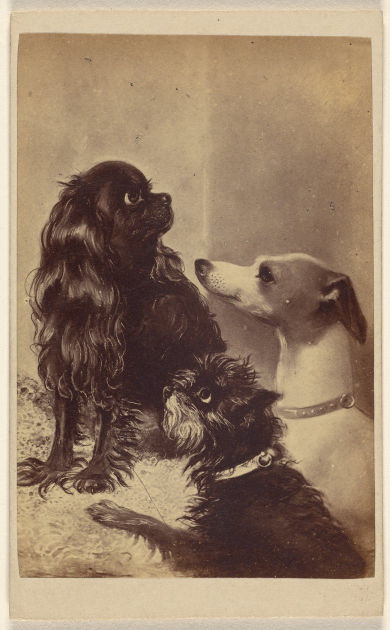 Floss, Daisy & Fairy; Dogs of Baroness McClifford by Henry Pointer