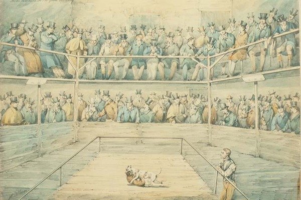 Dog Fight at the Westminster Pitt by Henry Thomas Alken
