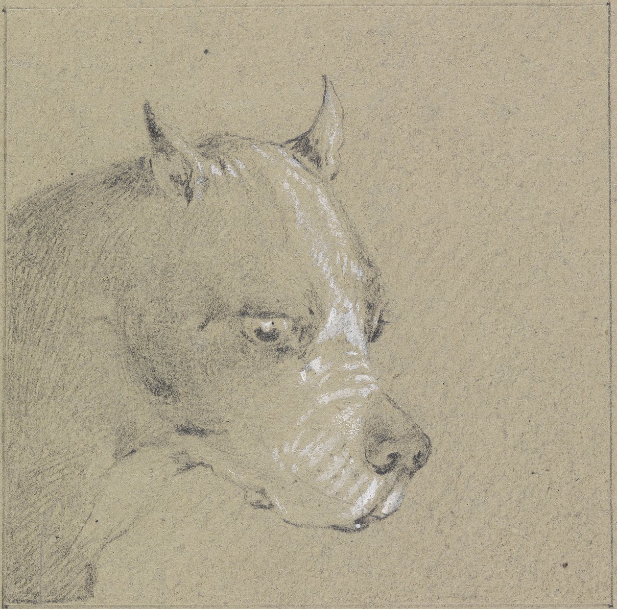 Head and Shoulders of a Boxer Dog by Henry Thomas Alken