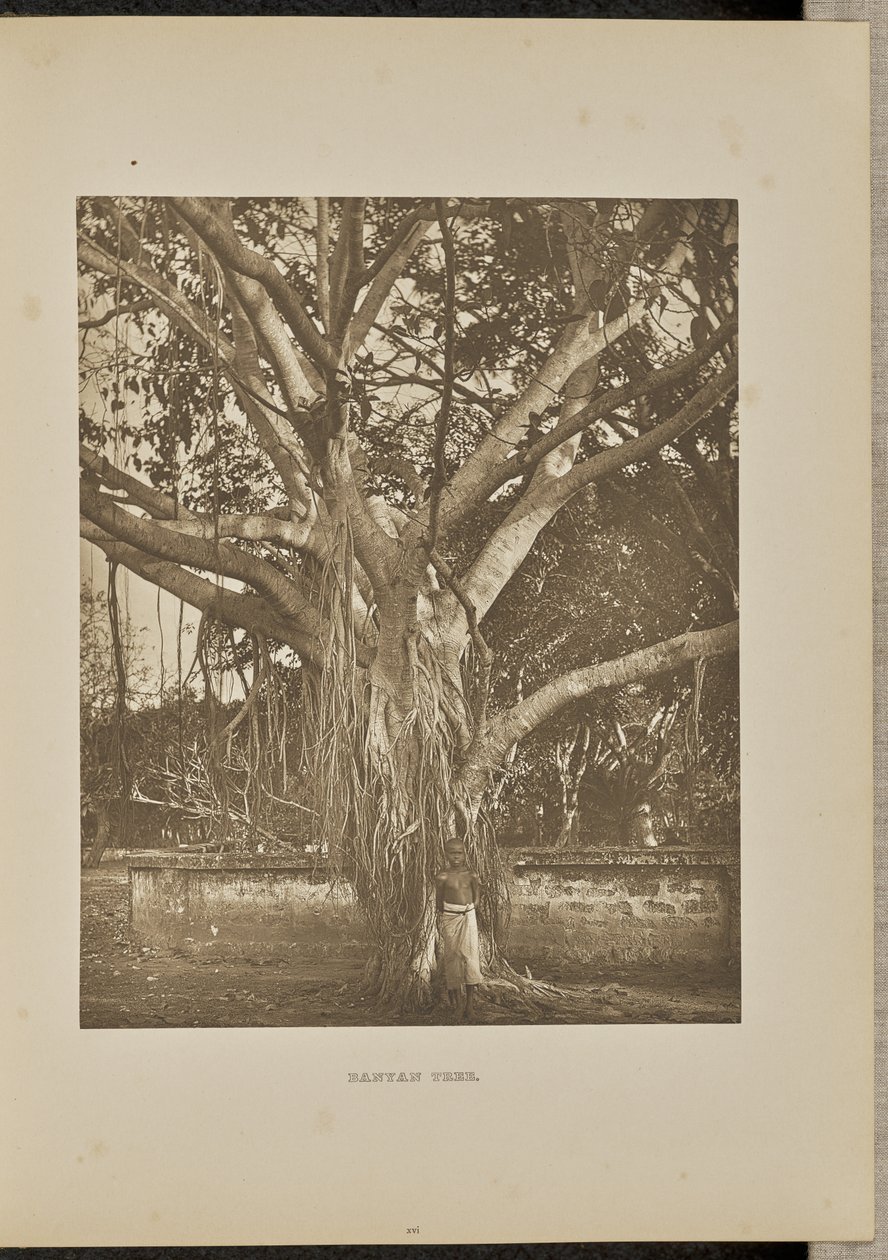 Banyan Tree, with Young Aerial Stems by Henry W. Cave