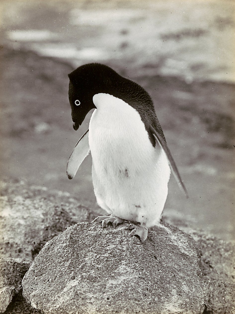 A Penguin in the Antarctic by Herbert Ponting