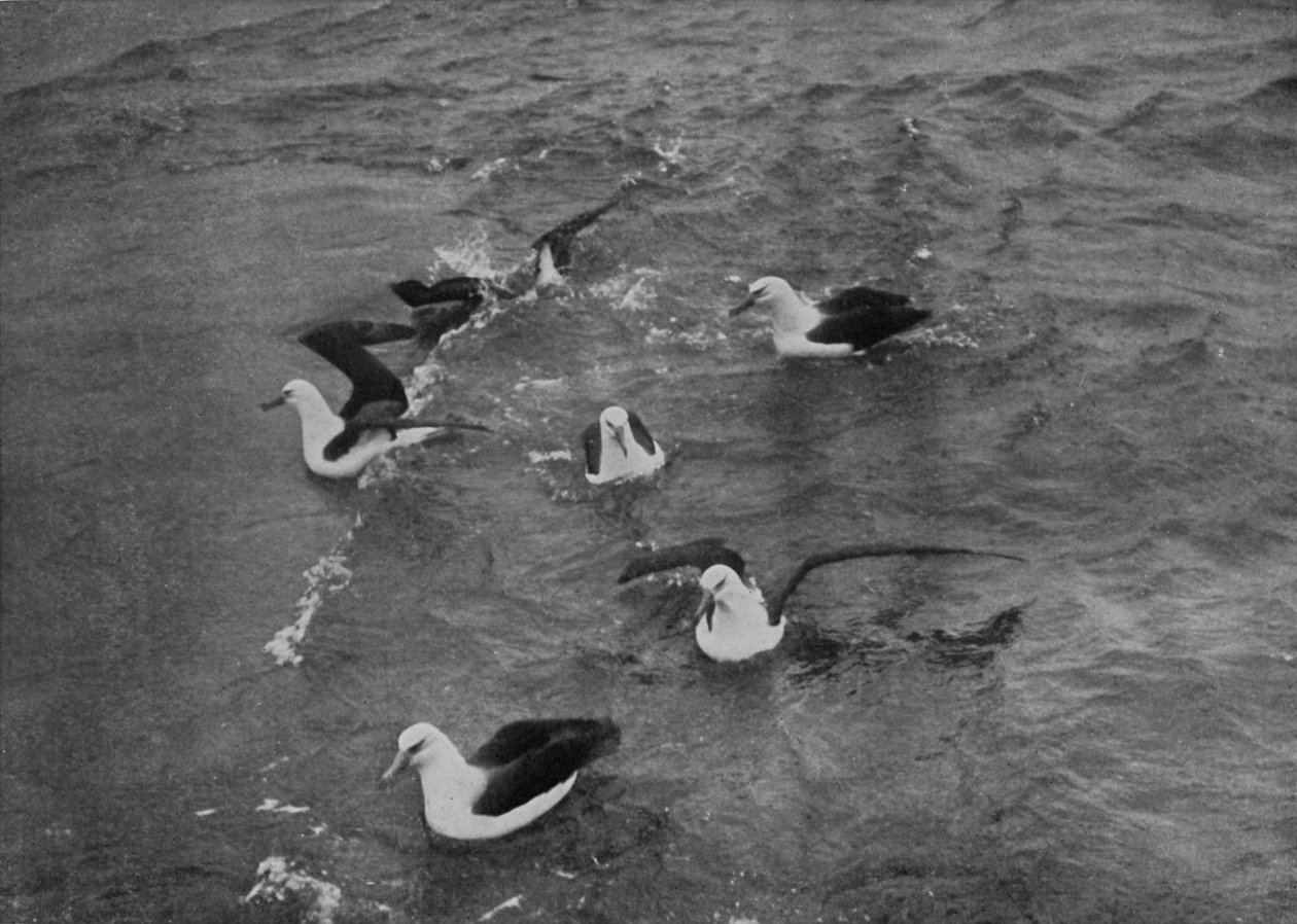 Albatrosses Foraging in the Wake of the Terra Nova, c. 1910-1913, 1913 by Herbert Ponting