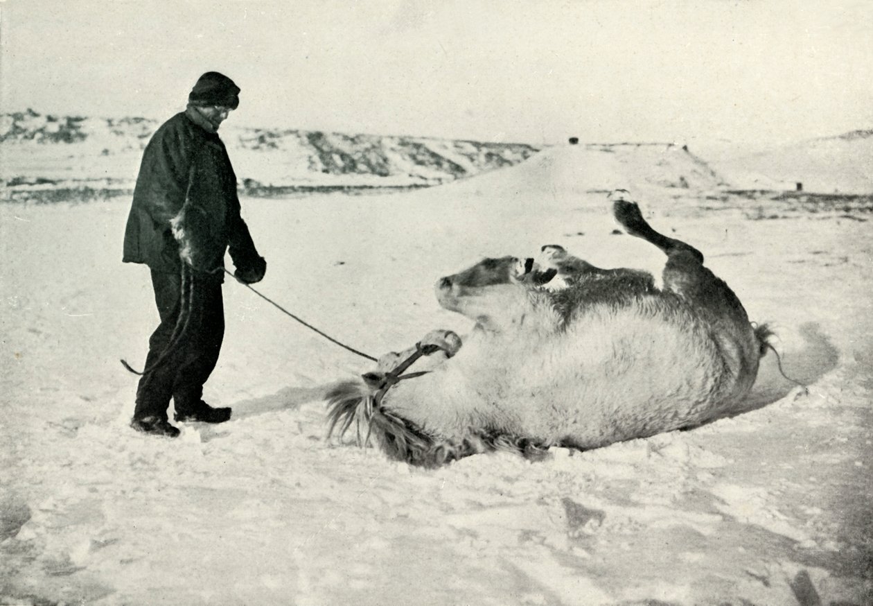 Cherry-Garrard Giving His Pony Michael a Roll in the Snow by Herbert Ponting