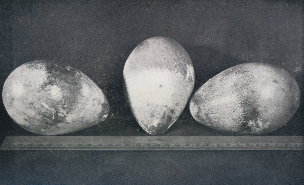 Emperor Penguins Eggs from Cape Crozier by Herbert Ponting